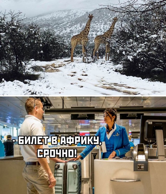 Весёлый полтишок 26.07