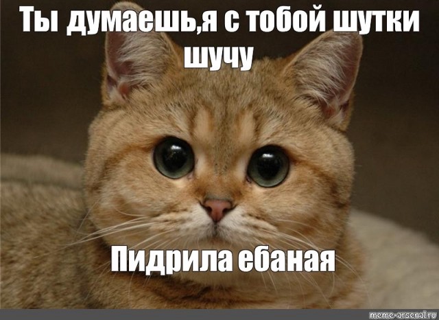 Кот как средство нападения