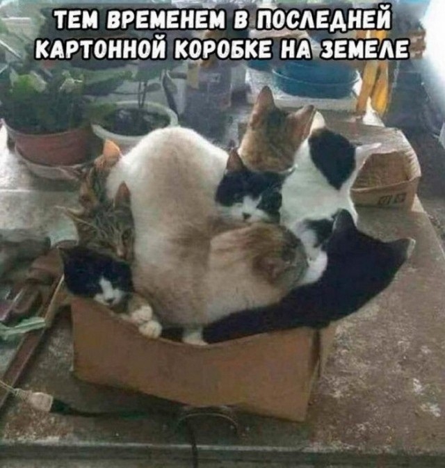 Подборка картинок и мемов для поднятия настроения