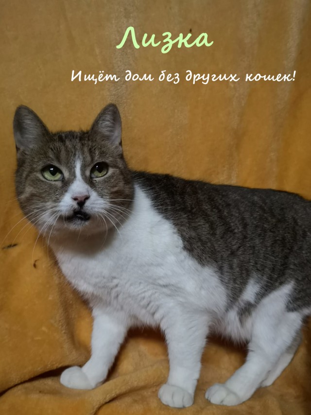 Жизнь домашнего приюта "Котоленд" 323