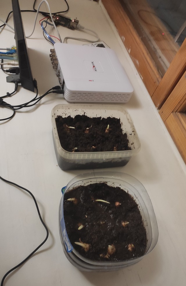 А я лук посадил