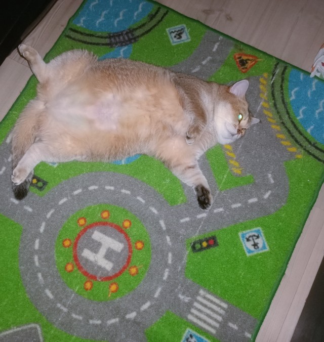 А что это мы котовторник не начинаем? Время пришло!