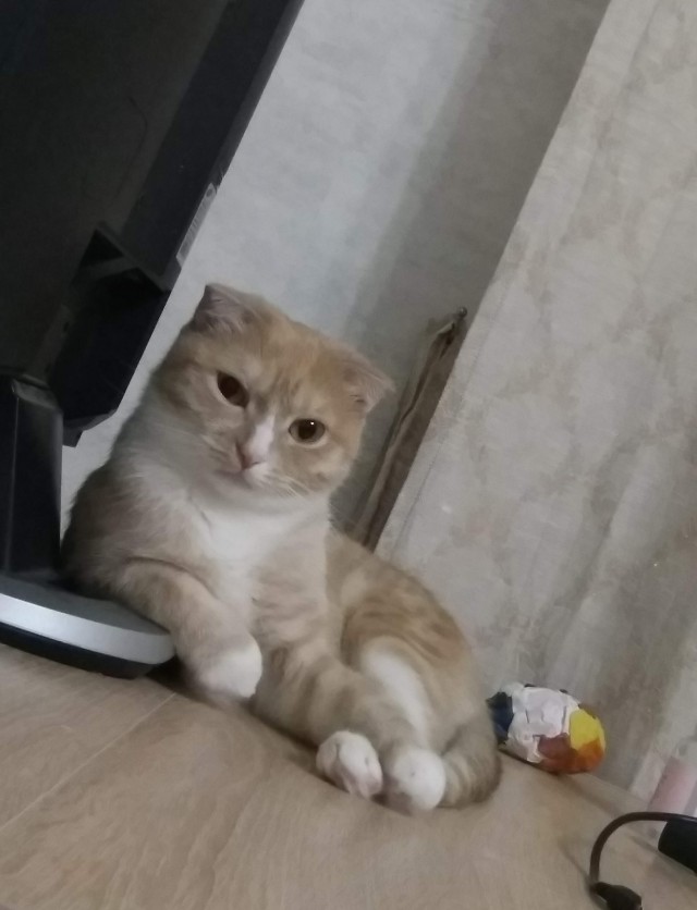 Кот д’Ивуар