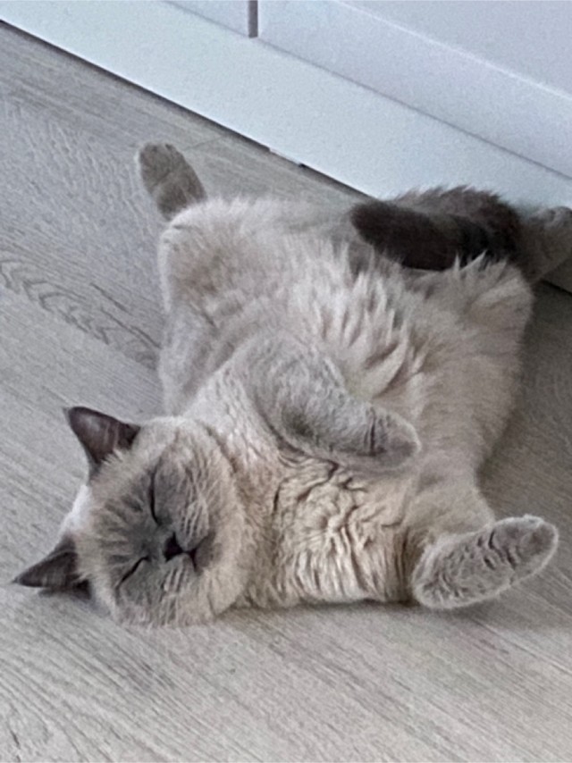 А как спит ваш кошачий?