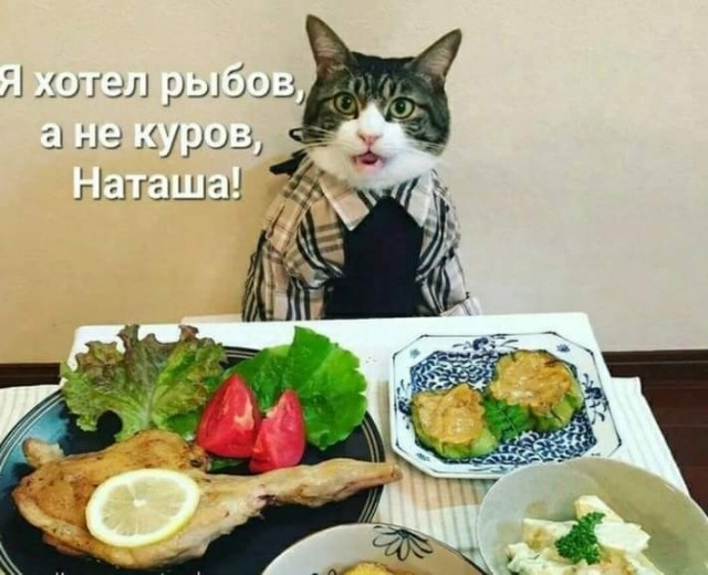 К котофторнику
