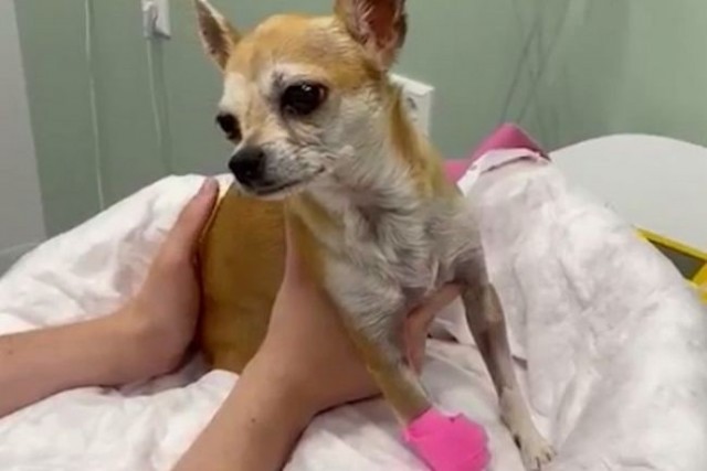 Калужской пенсионерке, которая ударила собаку бутылкой коньяка, грозит три года колонии