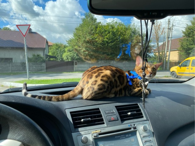 Купили дочке кота!