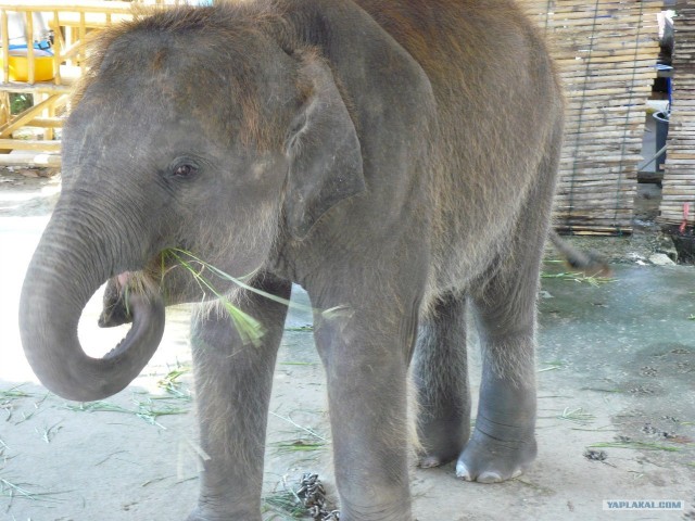 Немного Тая