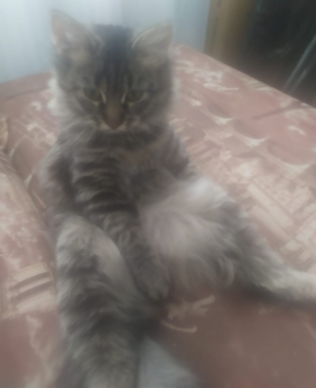 Мурзик