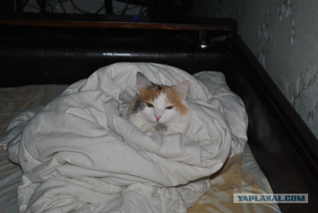 День рождения у Grumpy Cat