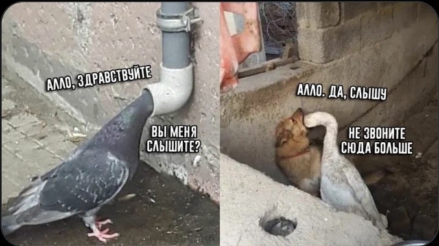 Драка будет - всем перепадёт!