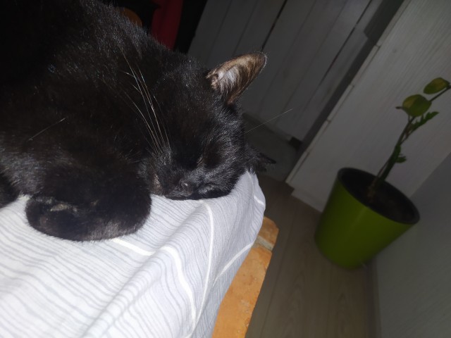 Кошки умеют ждать!