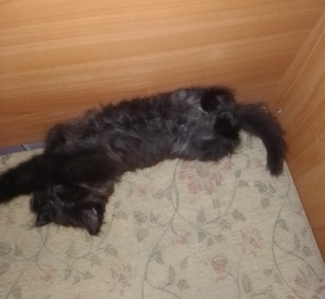 Знакомьтесь, Мишка!