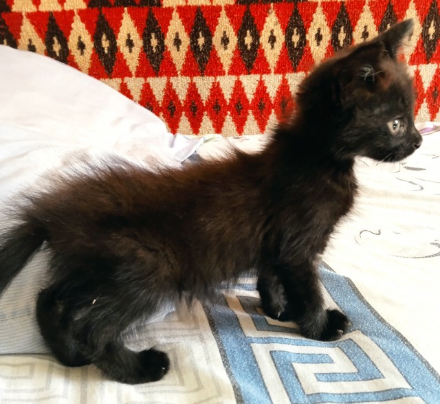 Котовторник