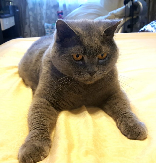 Мой котяра