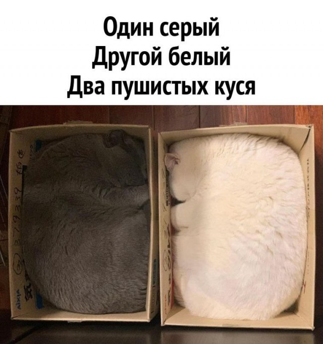 Дурдом (Бояны)