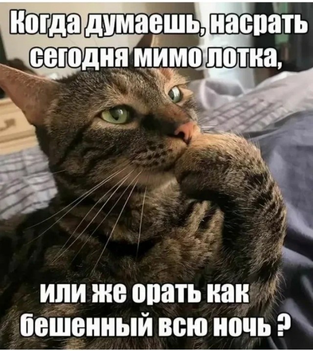 Жизнь домашнего приюта "Котоленд" 426
