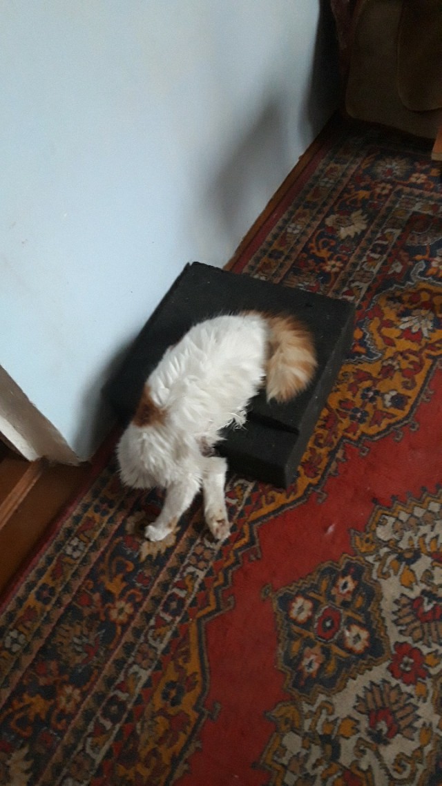 Как отучить кота будить меня по ночам?