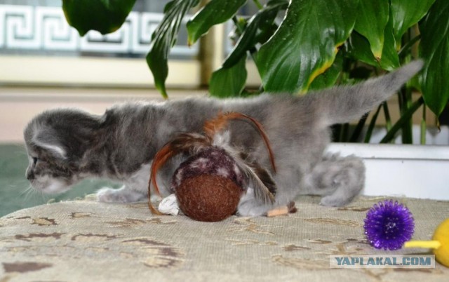 Котовторник 21.05.2013