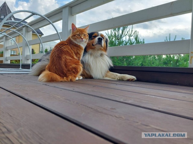 Котовторник!