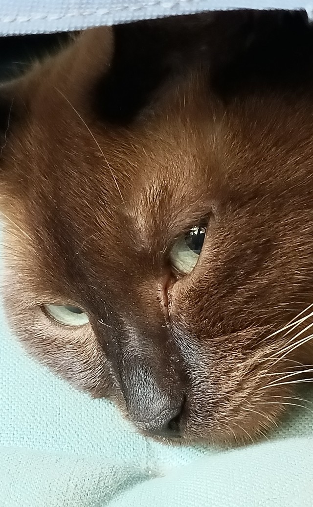 С Котовторником!