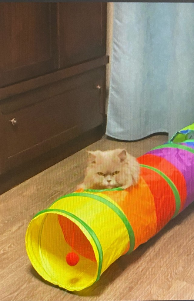 Кототанковая война