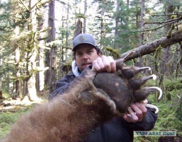 Для тех, кто не представляет себе размер Амурского тигра, на фото - его след
