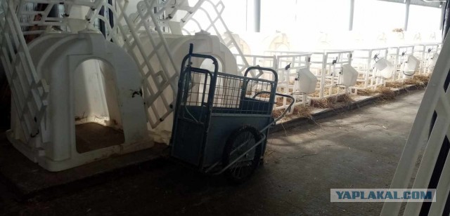 Телята, телочки, бычки житие и бытьё