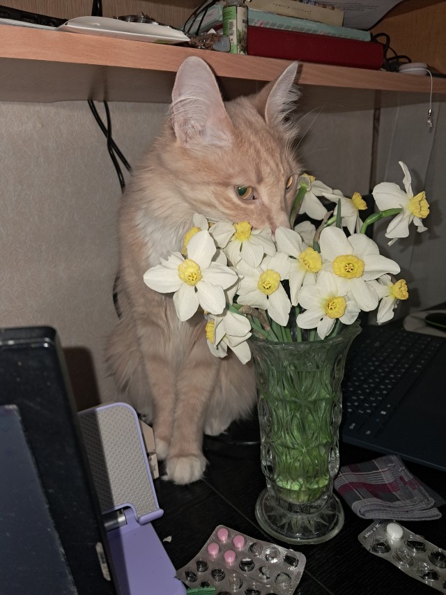 Чича в гостях, пока Джесике уши обрезали.