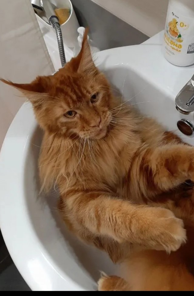 Котовторник
