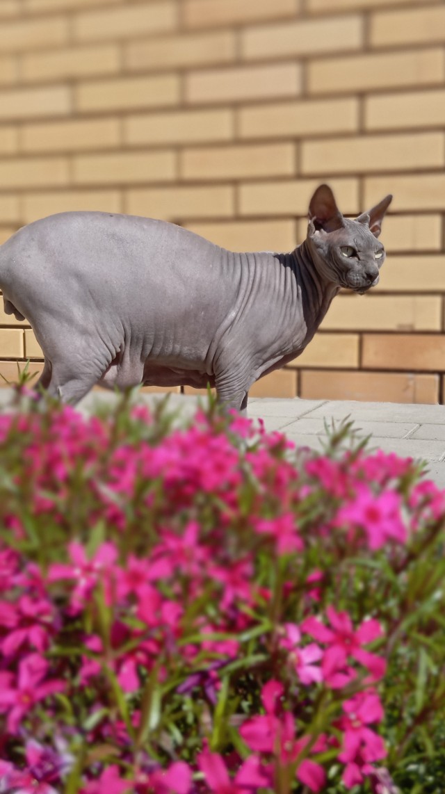 Смешные коты, которые бы победили на конкурсе абсурдных фотографий