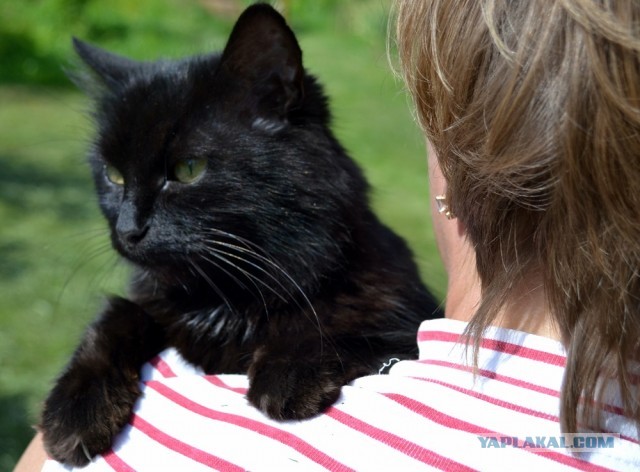 Котовторник 25.06.2013