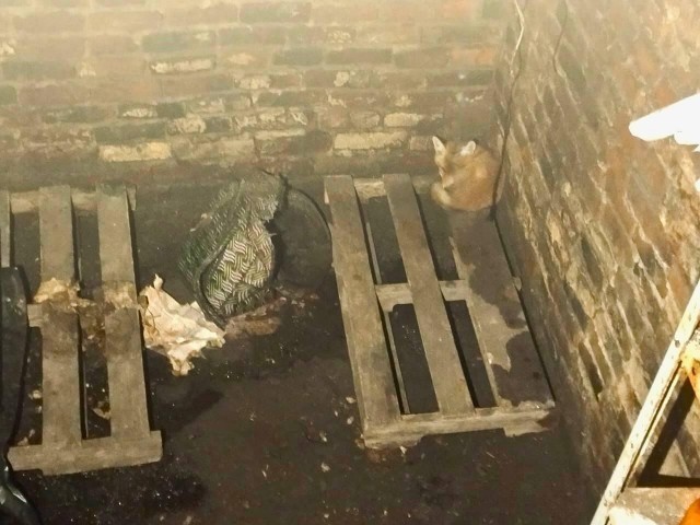 В подмосковье лисенок провел целую неделю в погребе.