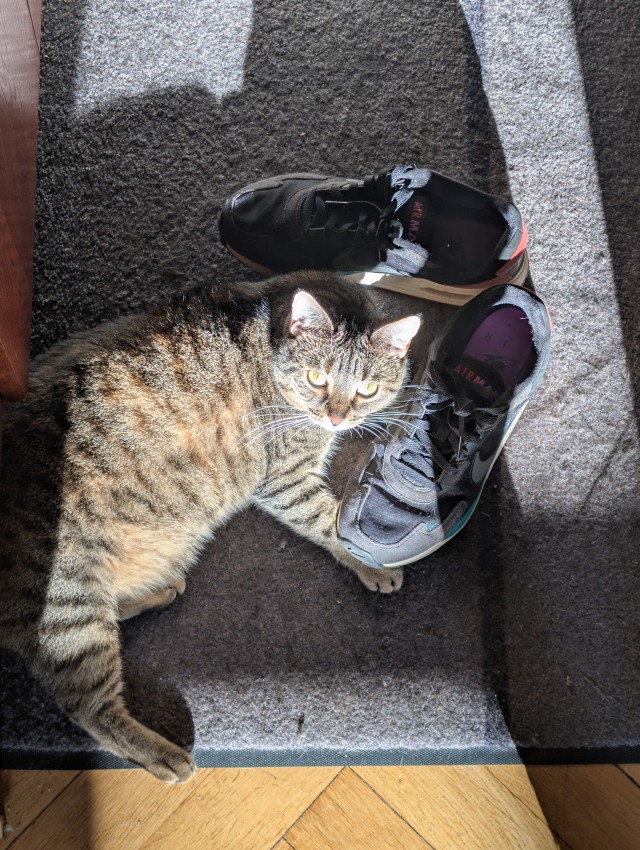 Котовторник жеж!!!