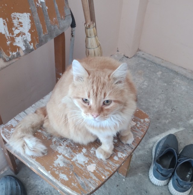 Для котовторника.