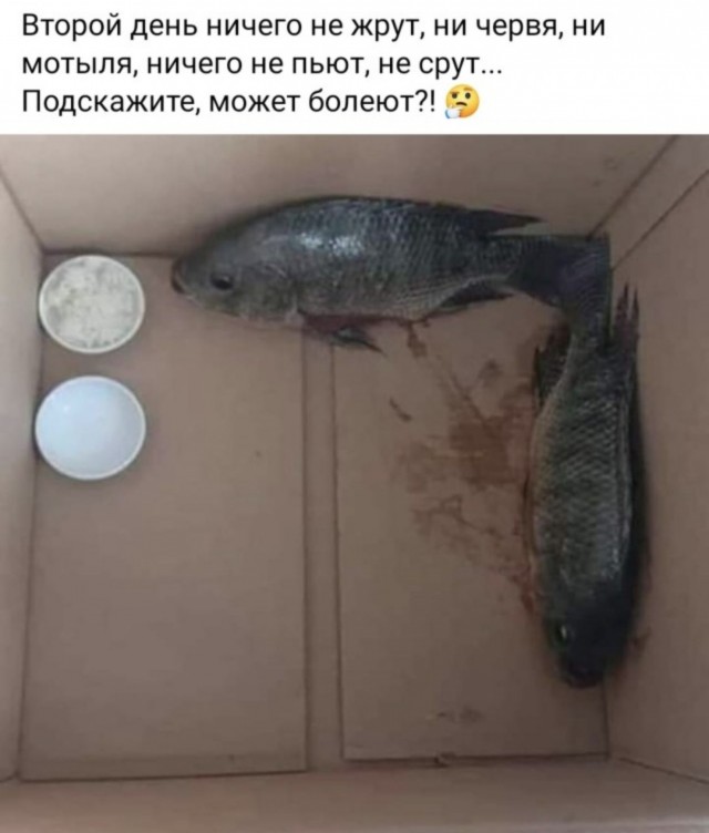 Питомец