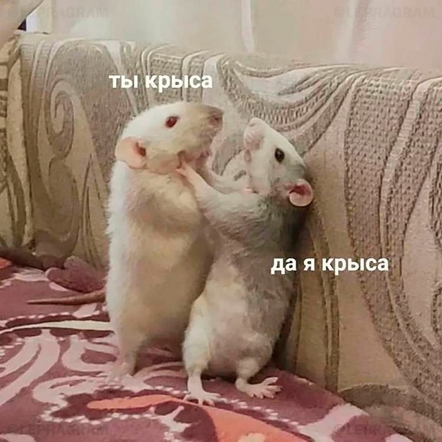 Всемирный день крысы отмечается сегодня