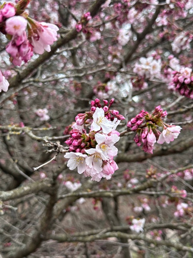В ботаническом саду Петра Великого (СПб) расцветает сакура