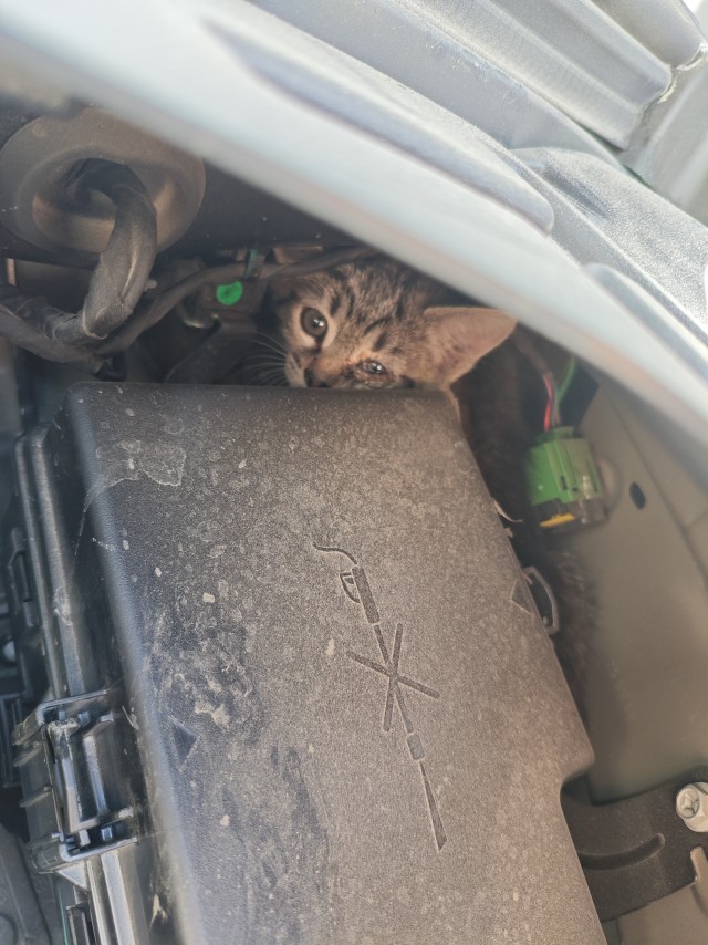 На каком пробеге кота менять надо?