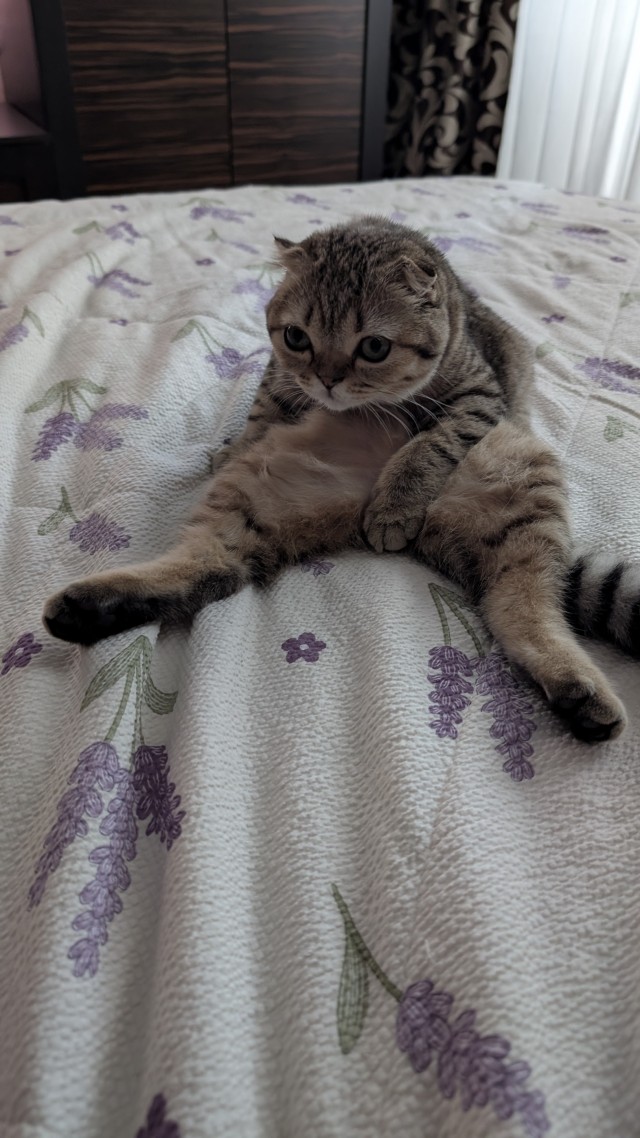 К котовторнику