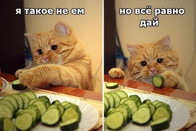Так себе картинки 19.06.26
