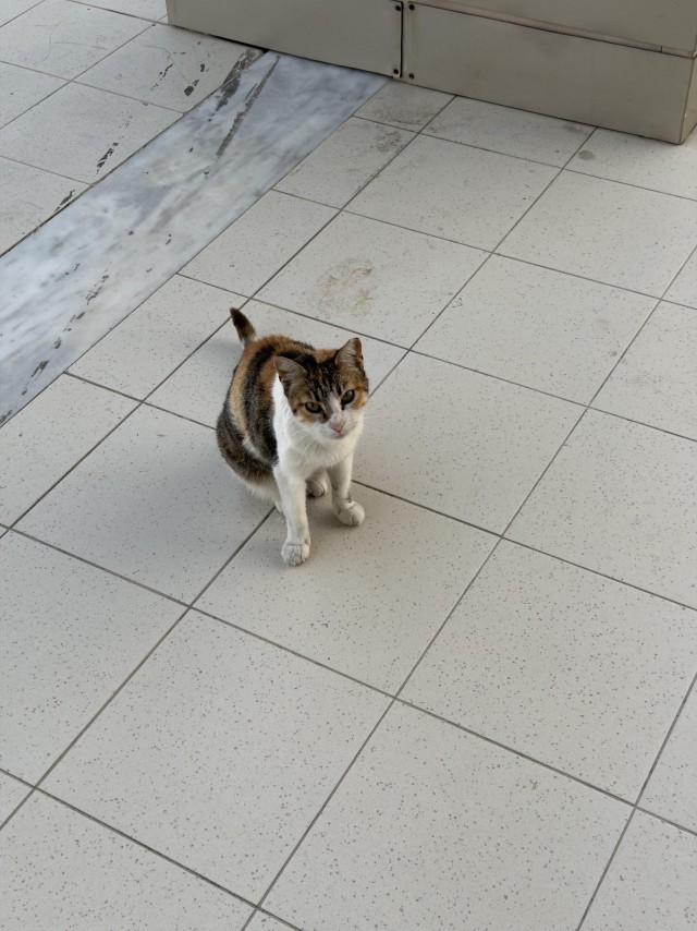 Уличные котики