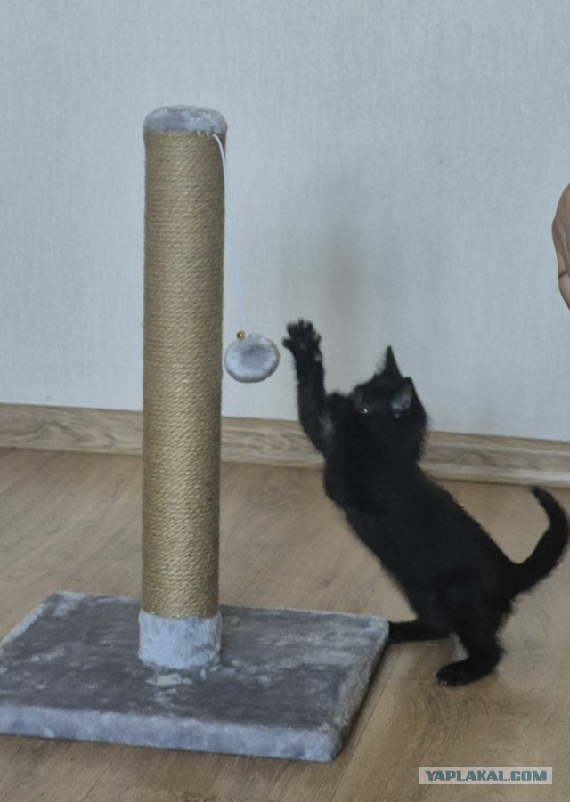 Котовторник