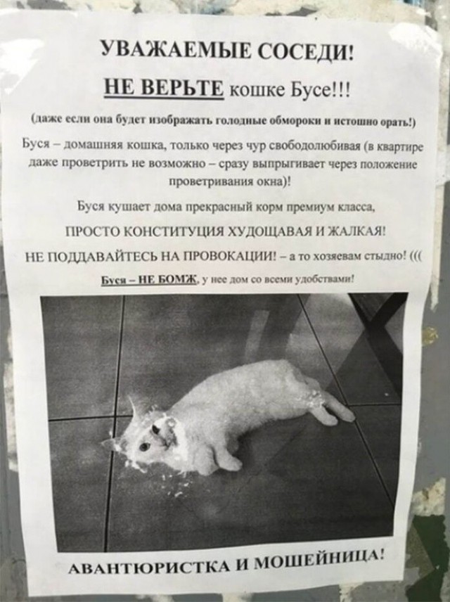 Несколько слов о пушистом с фото