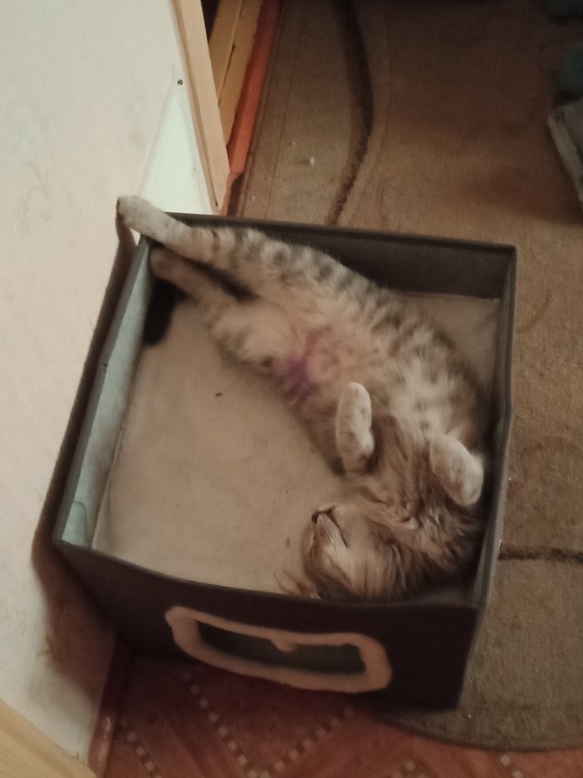 К-котовторник.