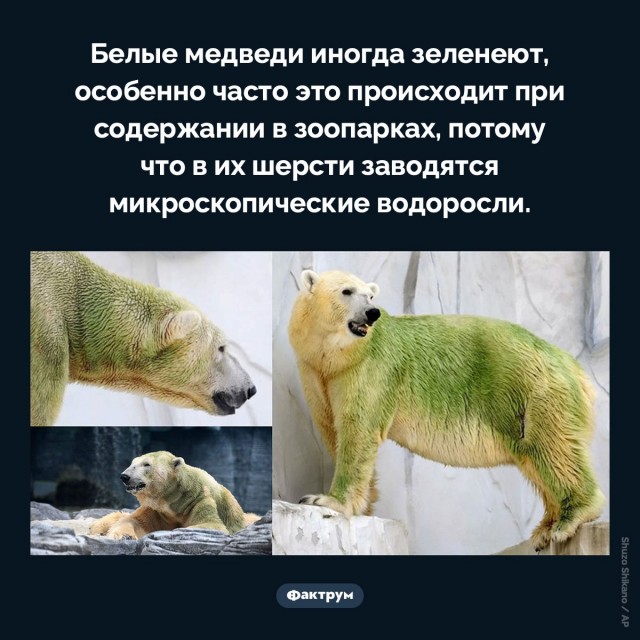 Почему у полярного медведя кожа чёрная, а шерсть кажется белой