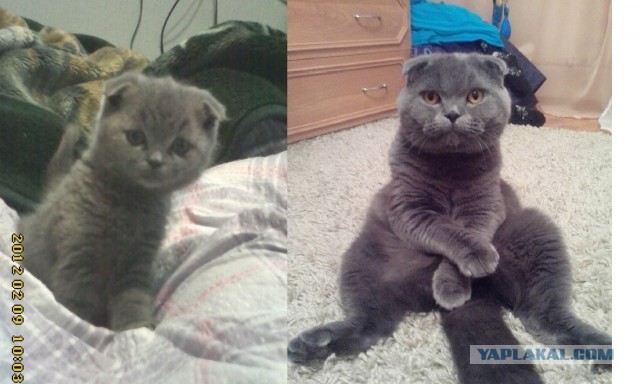 Коты и время