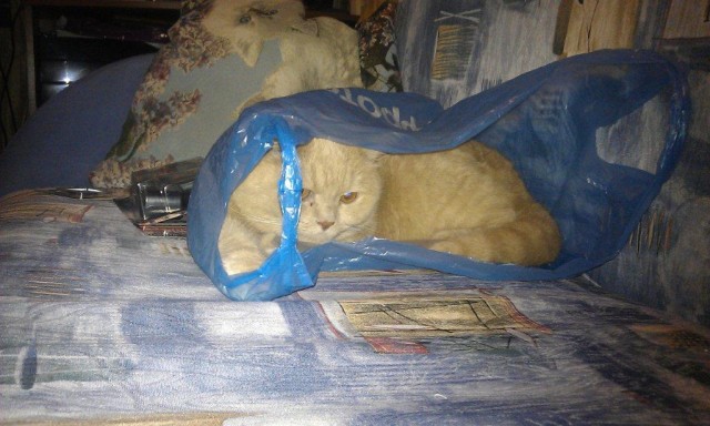 Котейка, который не знает как лежат котейки