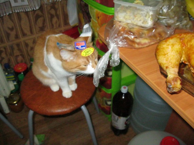 Котовторник 22.10.2013