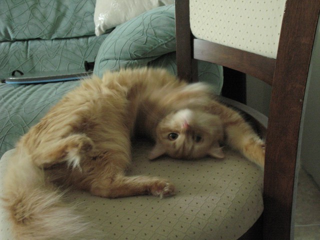 Котовторник  05.11.2013